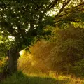 Parceria Valorem e Programa Amigos da Floresta em 2022